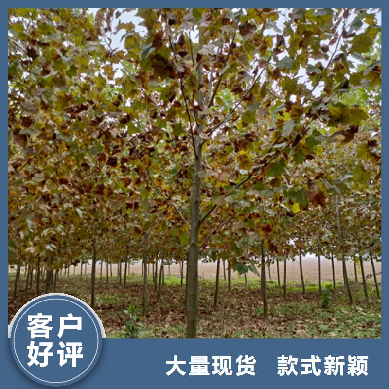 【法桐】-国槐质检合格出厂