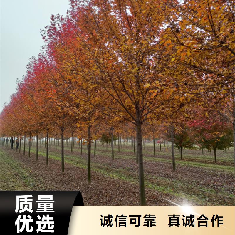 【法桐白蜡厂家货源稳定】