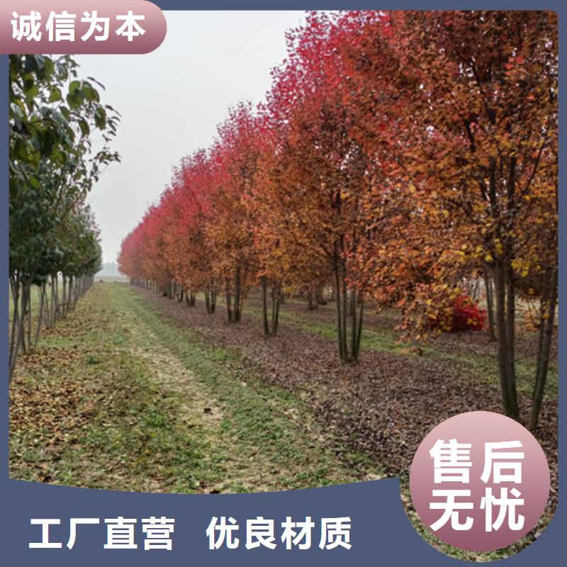 法桐金叶槐定制速度快工期短