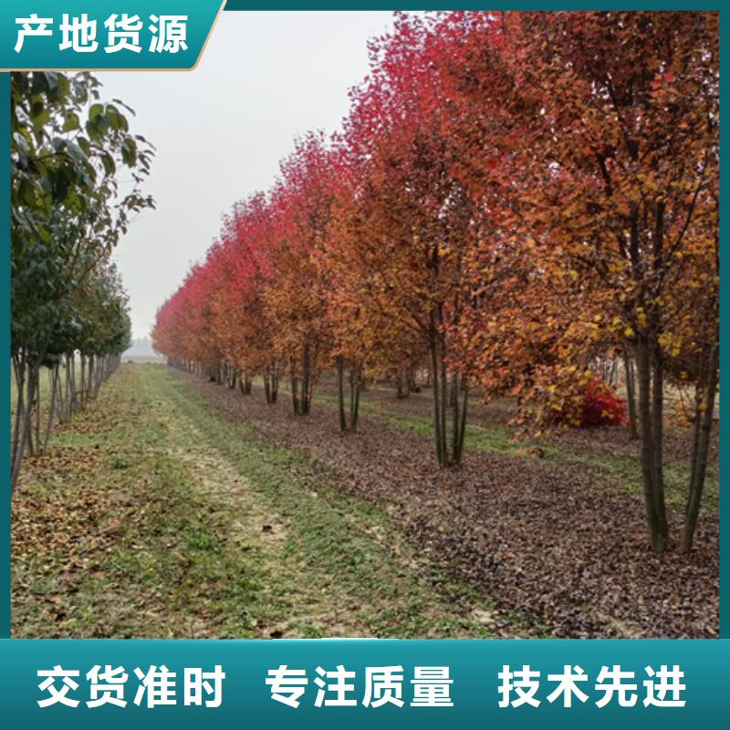 法桐白蜡质优价保
