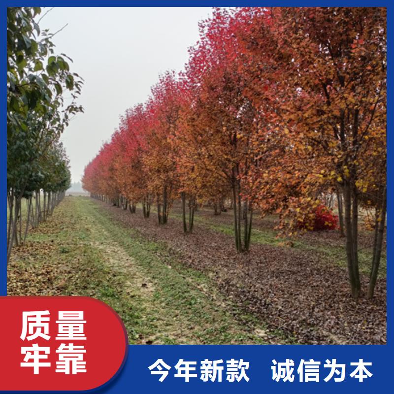 法桐原生冠法桐工厂自营