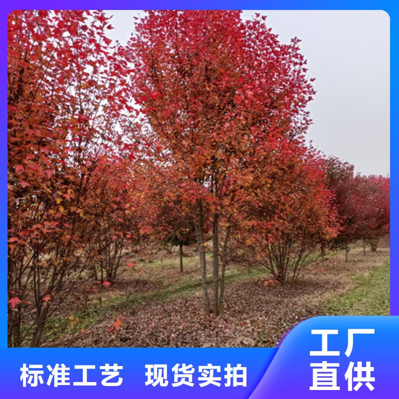 【法桐】国槐出货快