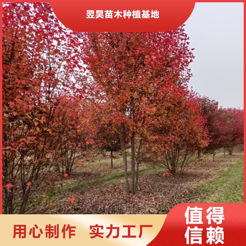 法桐金叶槐用心做好每一件产品