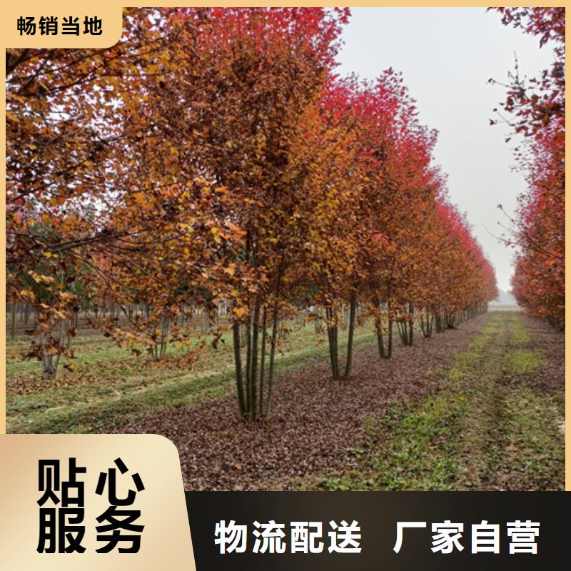 法桐美国红枫专业供货品质管控