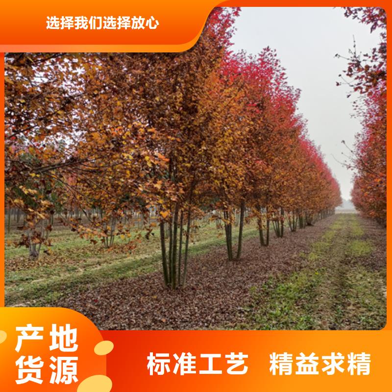 法桐实力公司