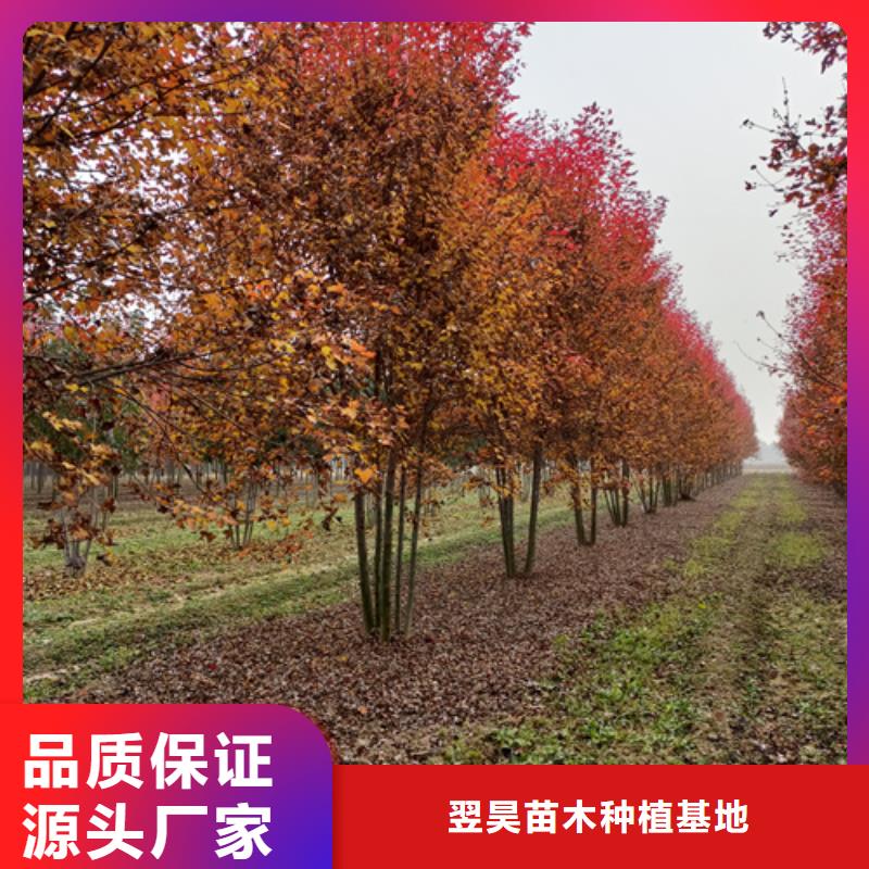 【法桐】国槐超产品在细节