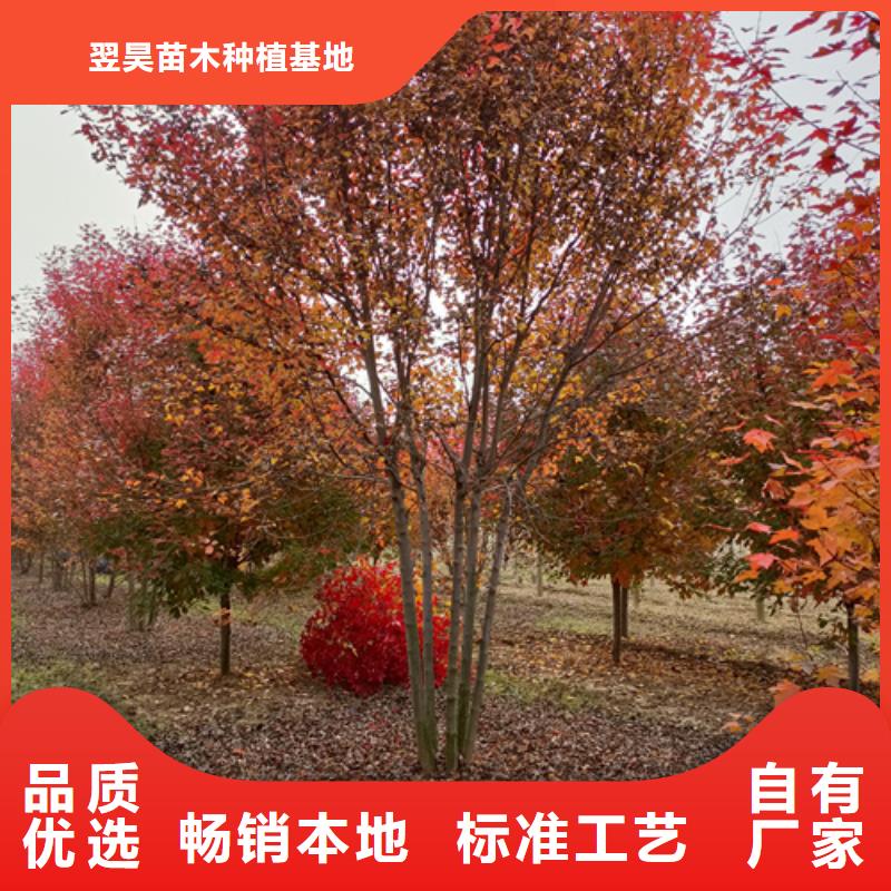 法桐一周内发货