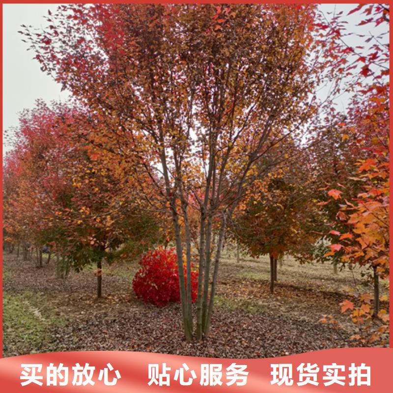 法桐实力商家供货稳定