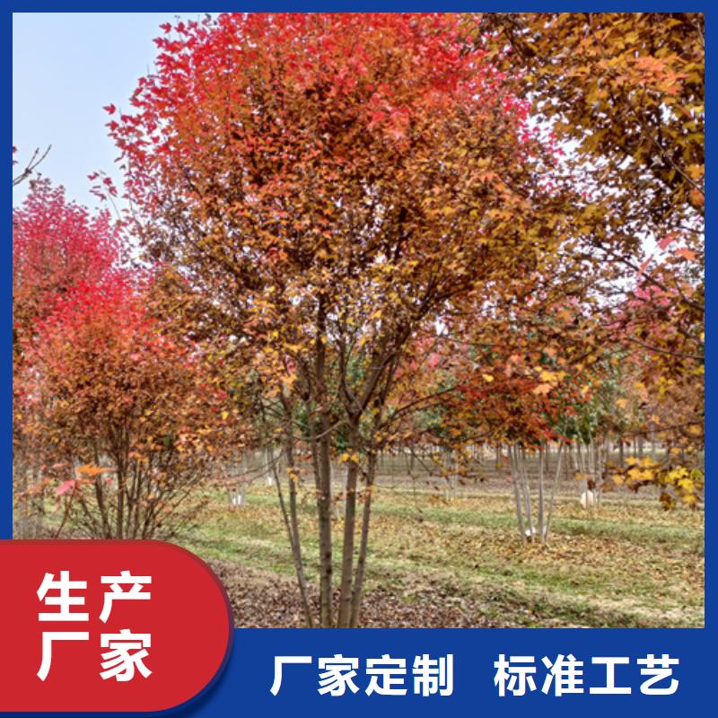 法桐国槐厂家现货供应