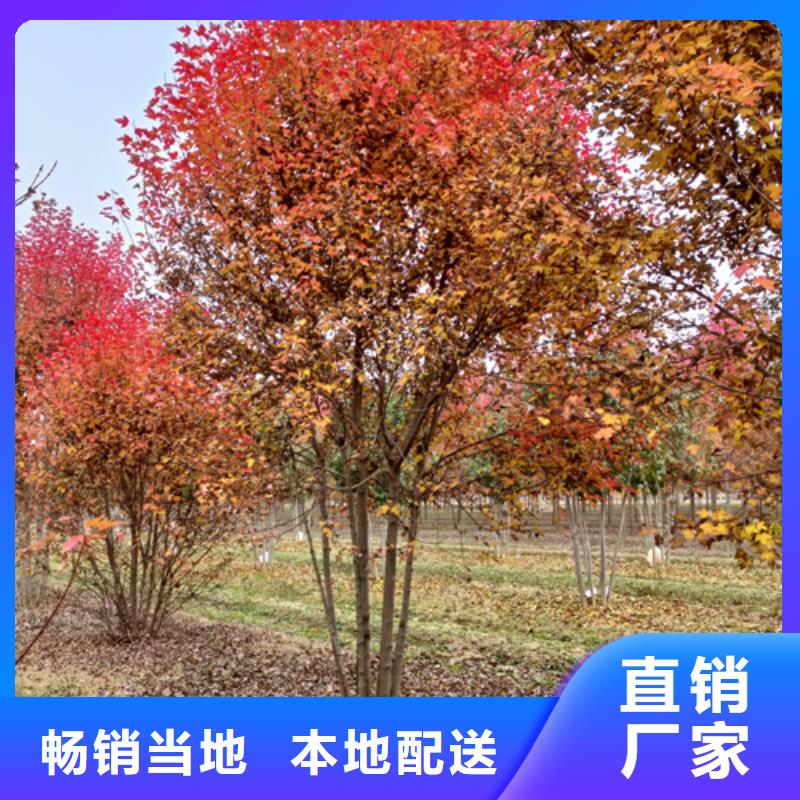 法桐国槐专业生产N年