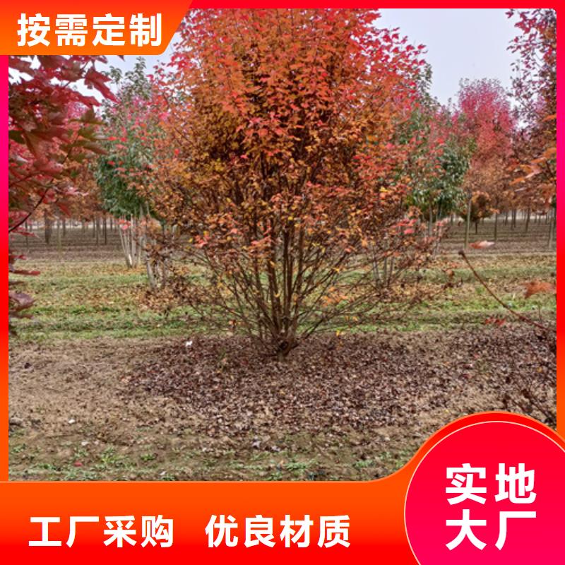 法桐美国红枫可接急单