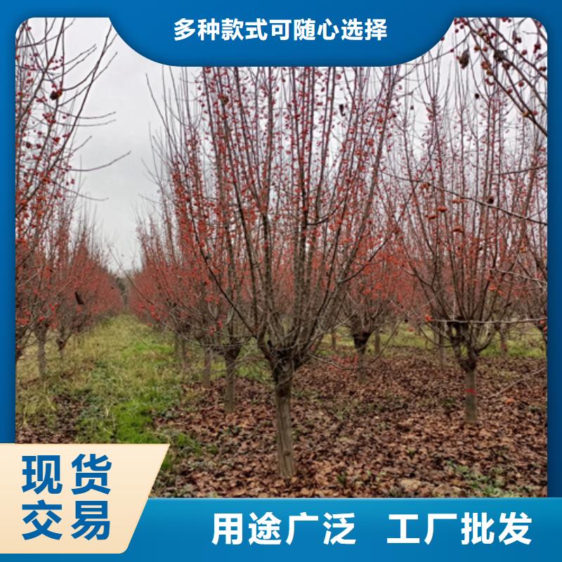 【法桐】金叶槐产地批发