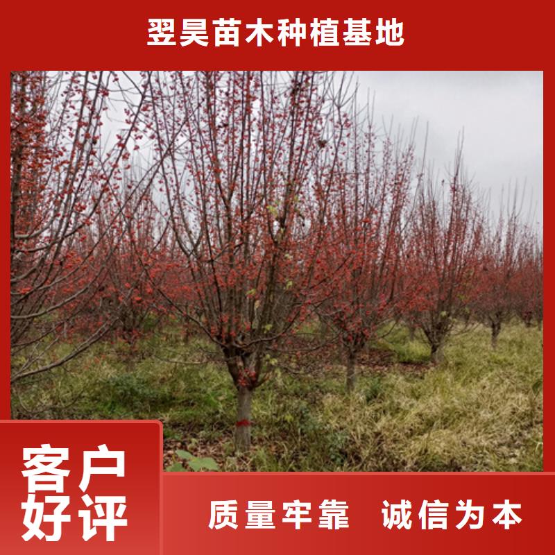 【法桐五角枫现货充裕】