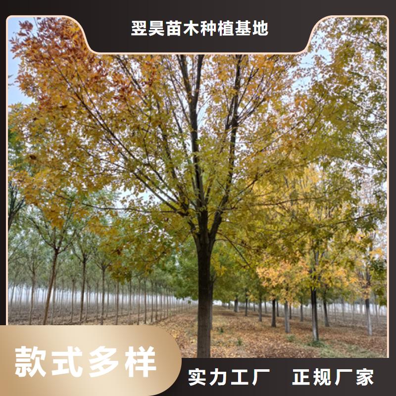 【法桐五角枫现货充裕】