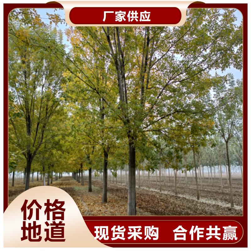 【法桐】_五角枫出厂价