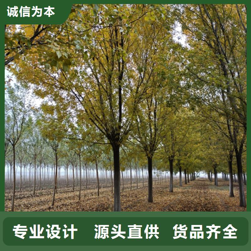 法桐实力公司