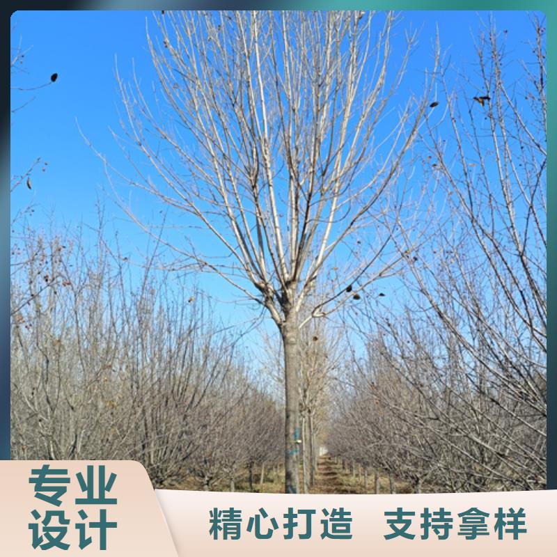 【法桐金叶槐实力雄厚品质保障】