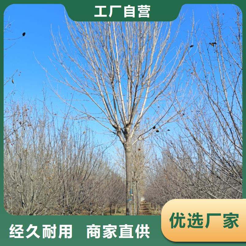 法桐黄金槐厂家质量过硬