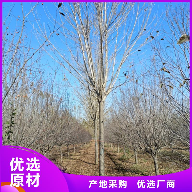 法桐截杆发帽应用领域