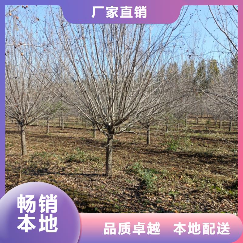法桐好货有保障