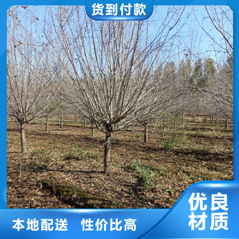 【法桐五角枫使用寿命长久】