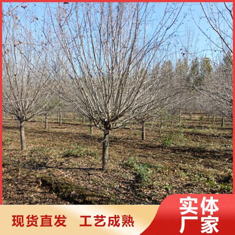 【法桐】_五角枫出厂价
