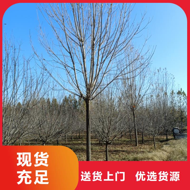 法桐原生冠法桐质优价廉