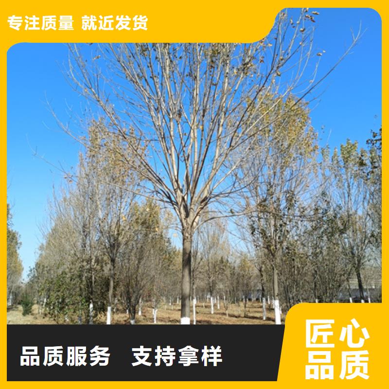 法桐好货有保障