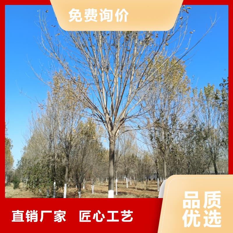 法桐-金叶复叶槭定制不额外收费