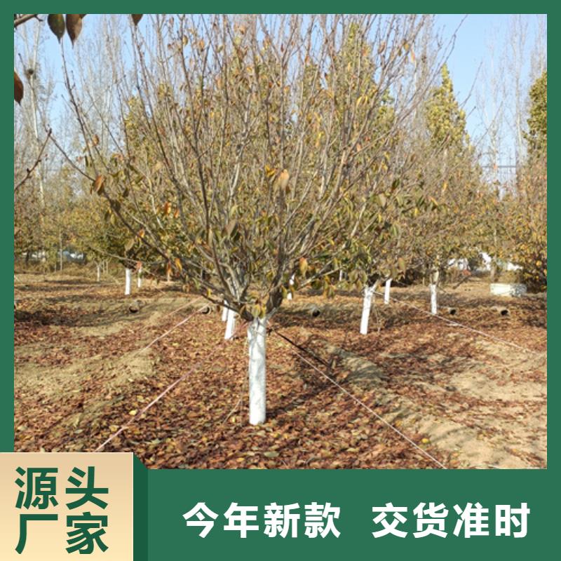 法桐北京栾用心制作