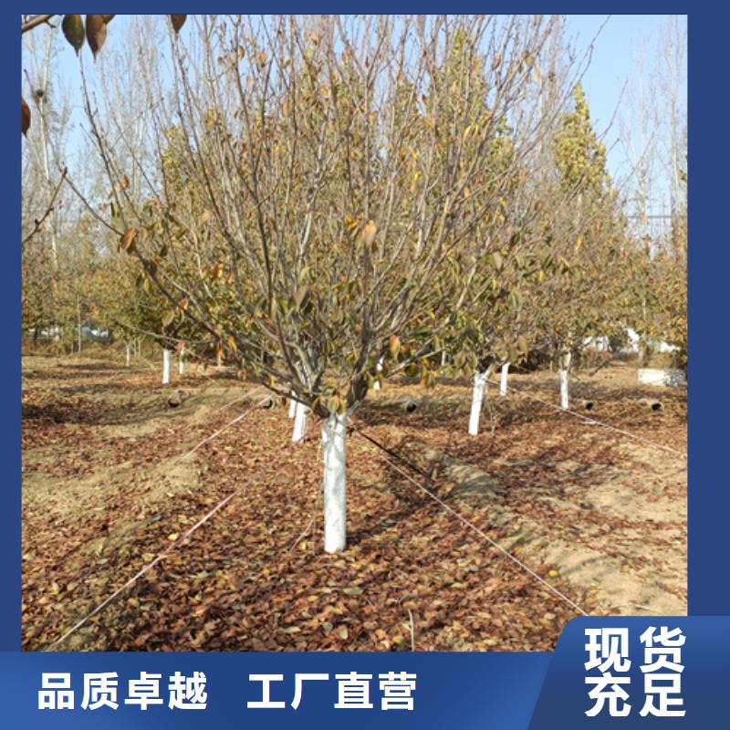 【法桐_金叶白蜡产品细节】