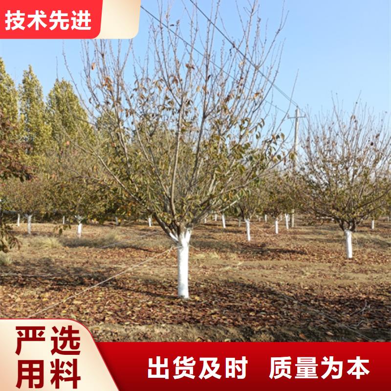 法桐美国红枫精工打造