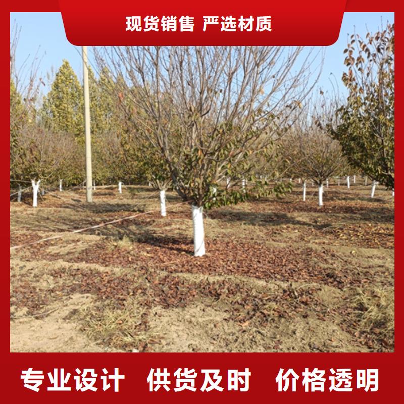 法桐型号全价格低