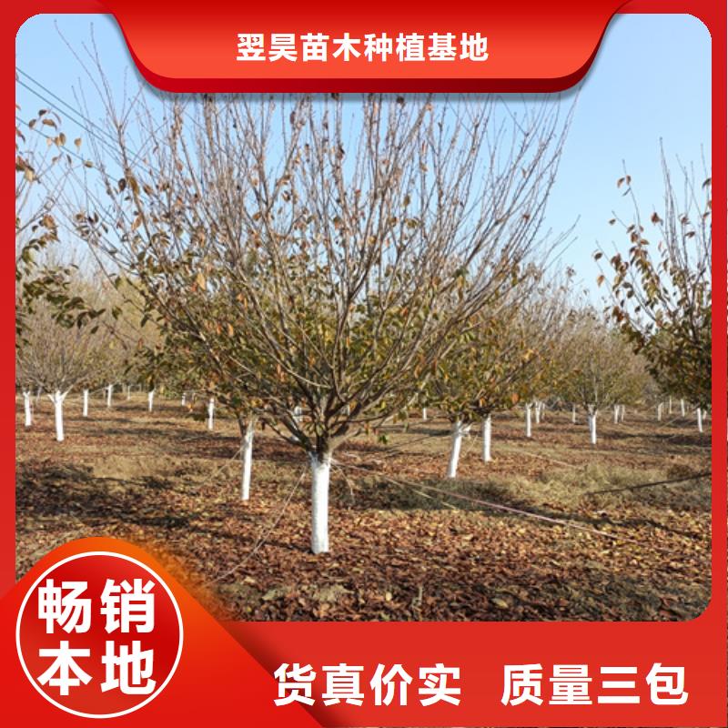 【法桐】白蜡一件也发货
