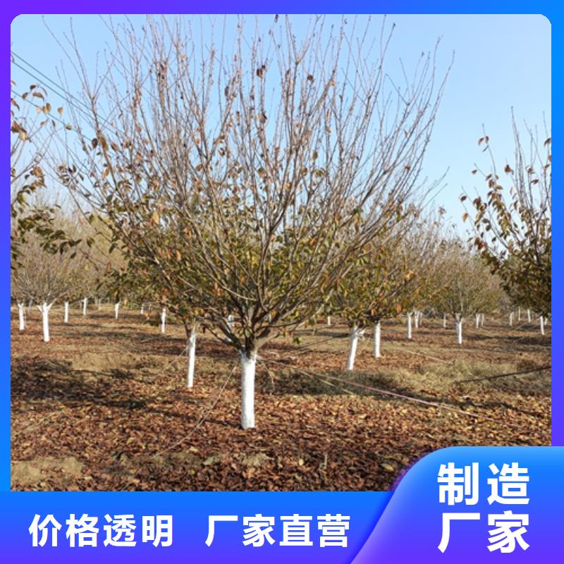 法桐西府海棠生产安装