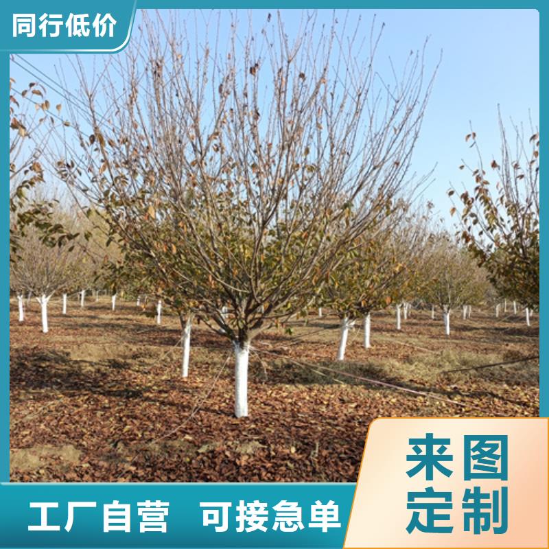 法桐五角枫卓越品质保障
