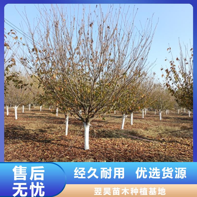 法桐垂丝海棠支持拿样