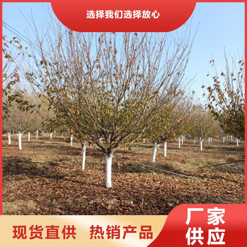 【法桐】-五角枫源头厂家