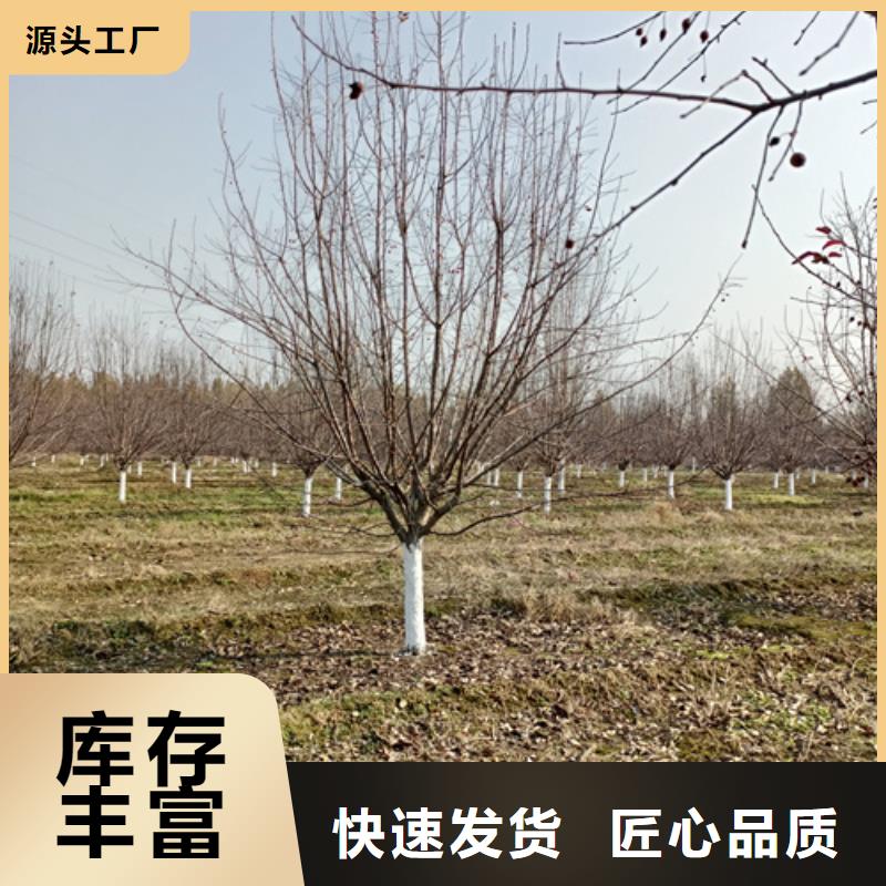法桐国槐厂家现货供应