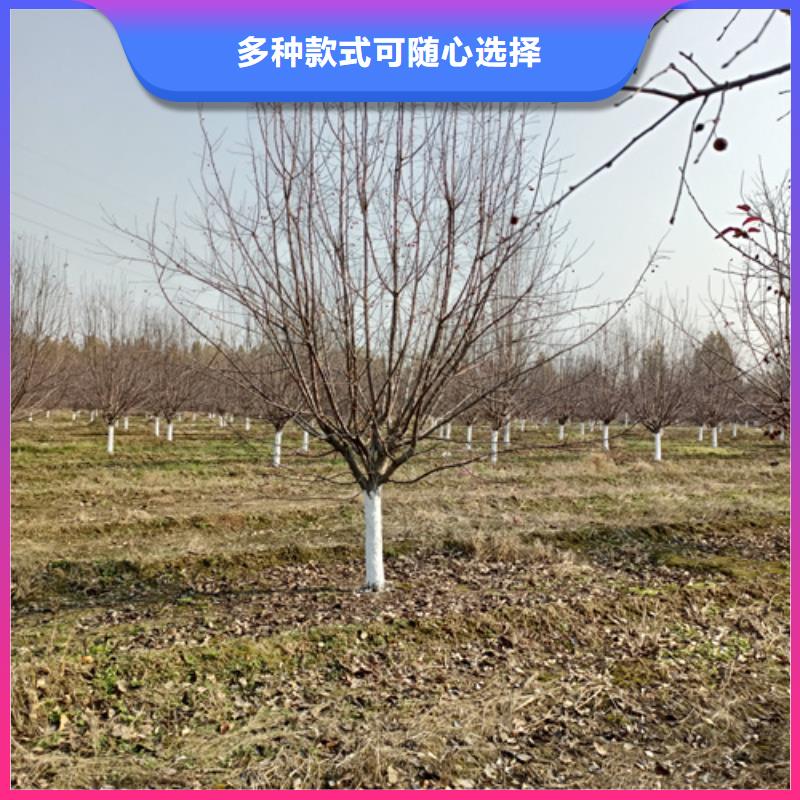 【法桐黄金槐畅销当地】
