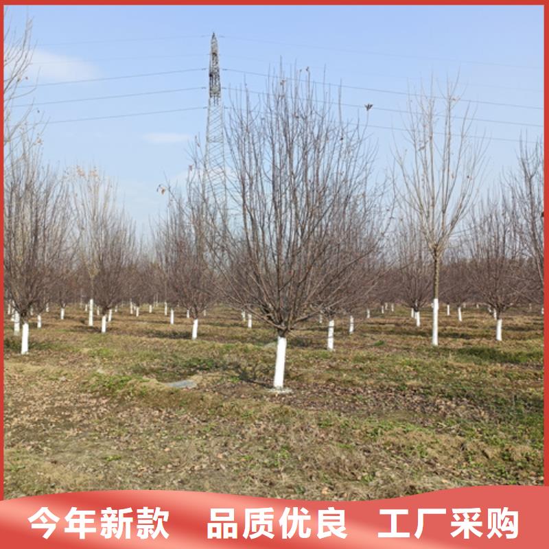 法桐一站式服务