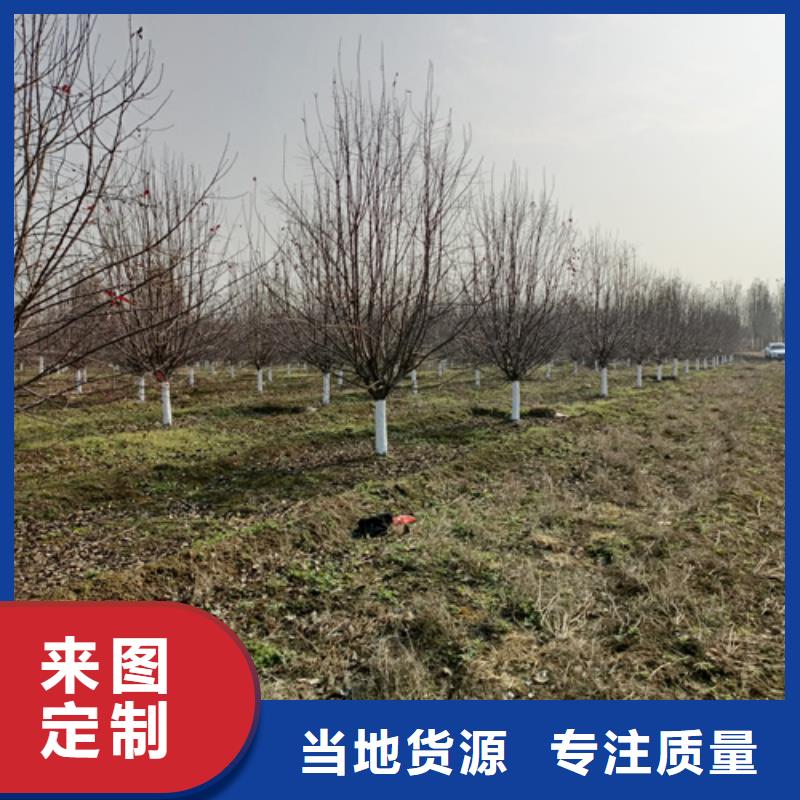 法桐服务至上