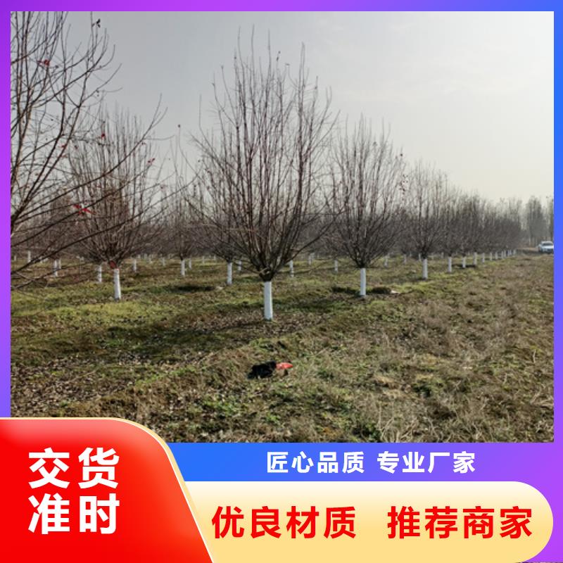 法桐型号全价格低