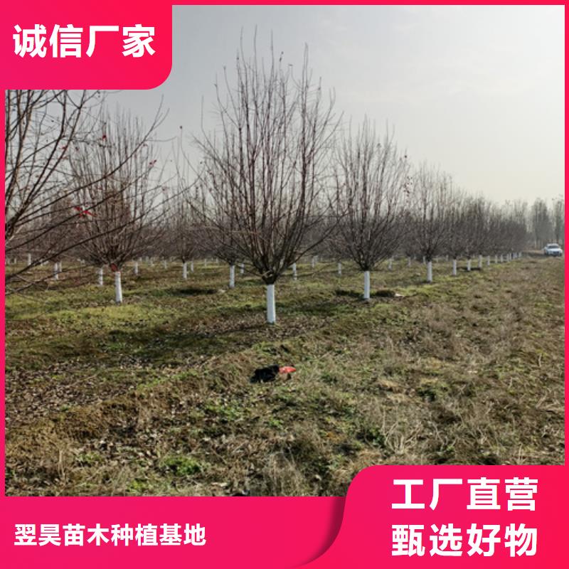法桐北京栾用心制作