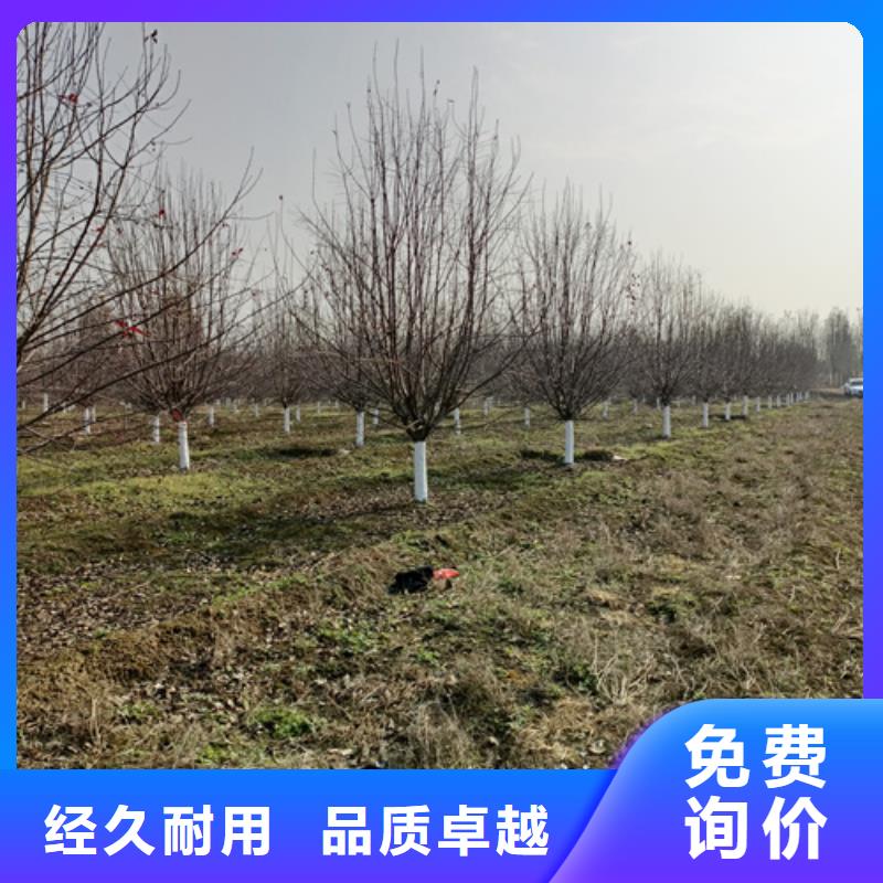 法桐北京栾现货满足大量采购