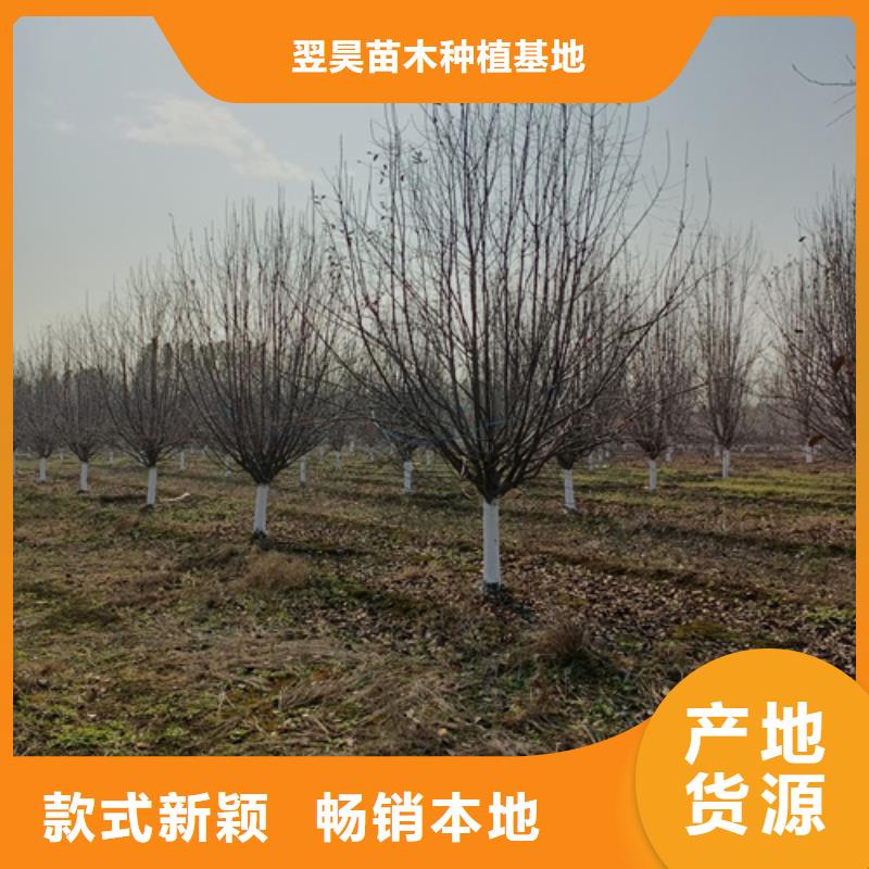 法桐,【金叶白蜡】定制速度快工期短