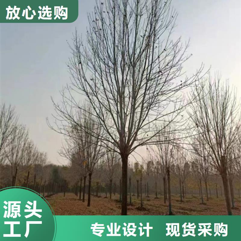 法桐秋紫白蜡工厂批发