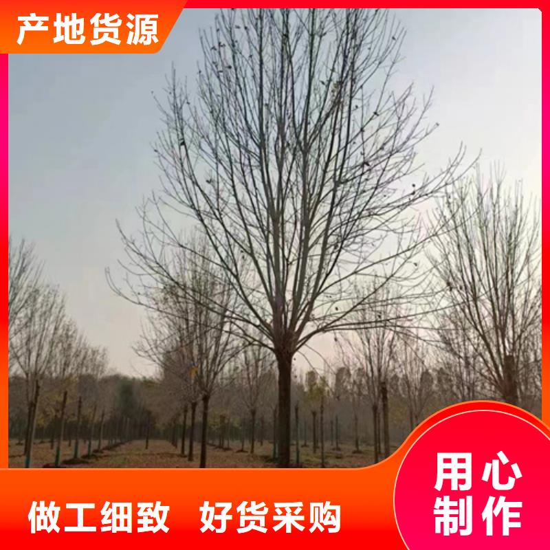 法桐炫丽海棠好产品好服务