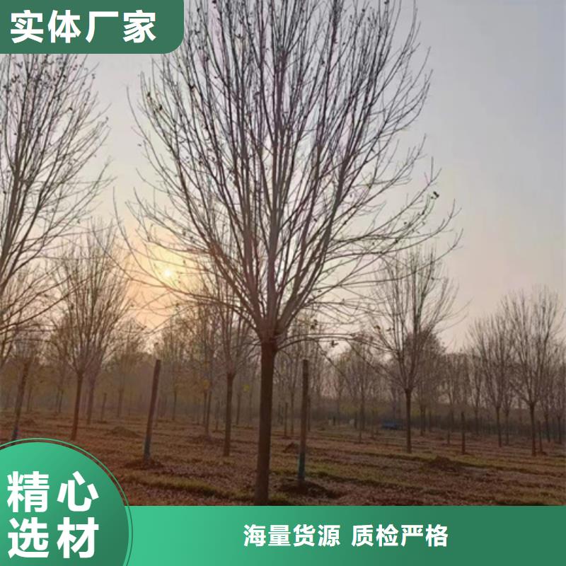 【法桐美国红枫厂家拥有先进的设备】