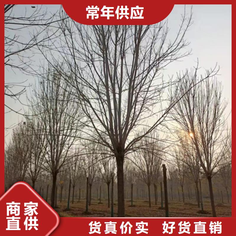 【法桐】金叶槐生产厂家